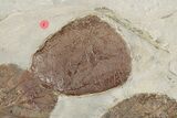 Twelve Fossil Leaves (Zizyphoides, Beringiaphyllum & Davidia) -Montana #188744-6